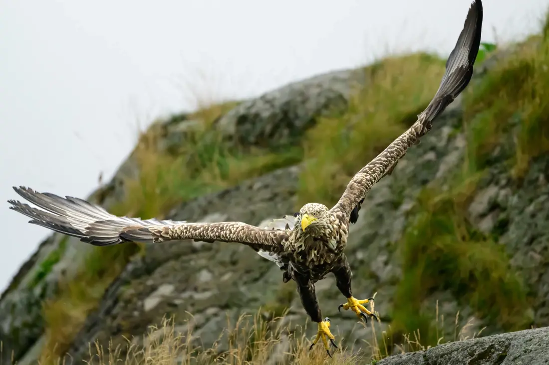 Adler