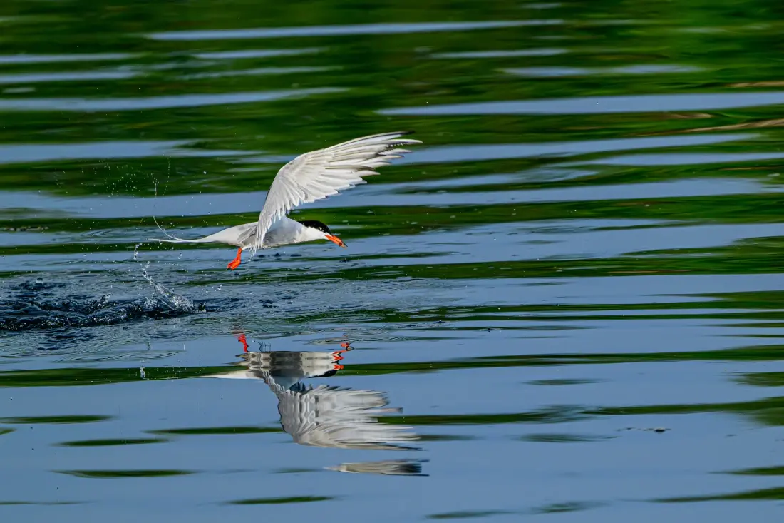 Möwe